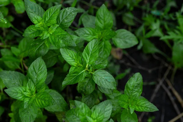 Mint leaves background. Green mint leaves pattern layout design. Ecology natural creative concept. Top view nature background  spearmint herbs growing garden