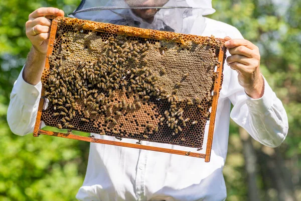 Beekeeper Holding Frame Background Texture Pattern Section Wax Bees Work —  Fotos de Stock