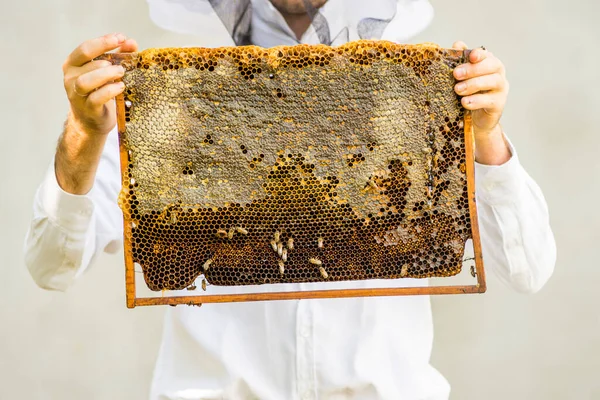 Beekeeper Holding Frame Background Texture Pattern Section Wax Bees Work —  Fotos de Stock