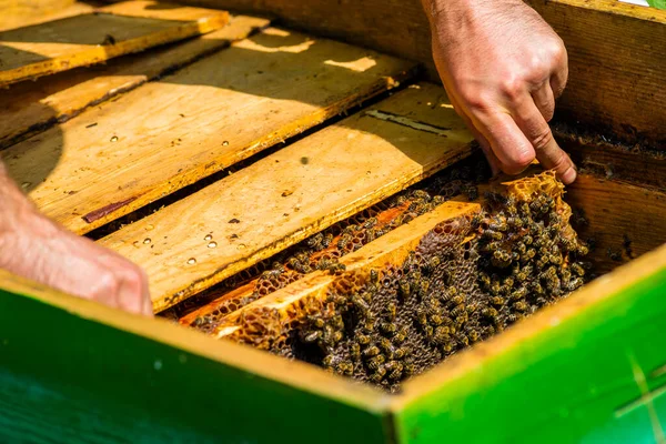 beekeeper pulls out a frame with honey from the beehive. Beekeeper holding frame Background texture pattern section wax Bees work honeycomb Concept apiculture apiary. Inspects