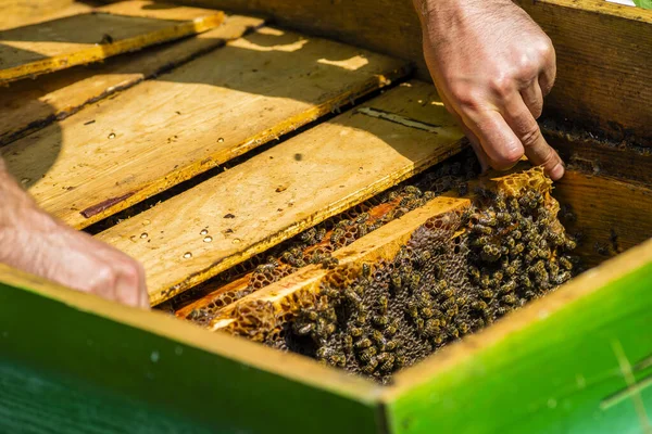 Beekeeper Pulls Out Frame Honey Beehive Beekeeper Holding Frame Background — Zdjęcie stockowe