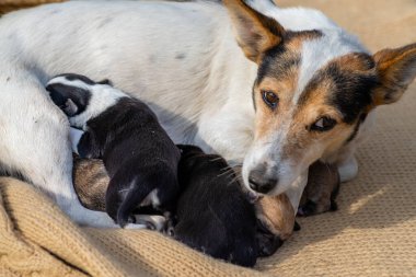newborn puppies breed jack russel terrier sleeping   eyes have not opened yet  basket feeding blanket