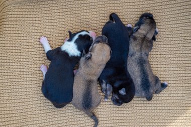 newborn puppies breed jack russel terrier sleeping   eyes have not opened yet  basket feeding blanket