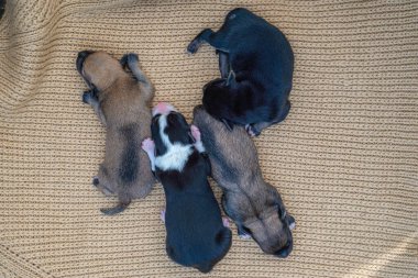 newborn puppies breed jack russel terrier sleeping   eyes have not opened yet  basket feeding blanket