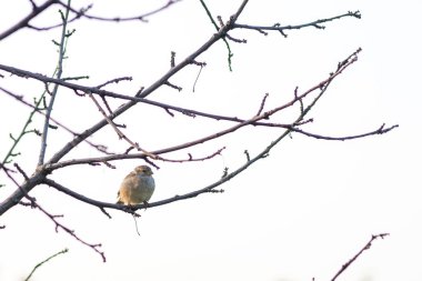 Tree House sparrow bird on a branch Passer montanus white background