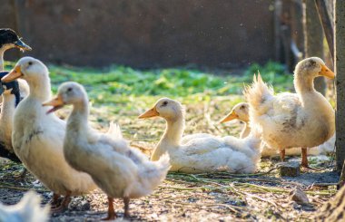little  White duck Mulard Mulard  sitting in the green grass soil. drink water