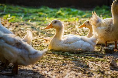 little  White duck Mulard Mulard  sitting in the green grass soil. drink water