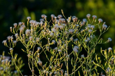 Lettuce grown for seeds. Lettuce that has finished flowering in the garden. Seeds can be picked-up and sowed in spring organic farming
