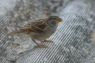 Serçe kuşu asbest çatıya tünemektedir, (Passer montanus) uzay YAZI, EUROPA Moldova Kapanış Mavisi