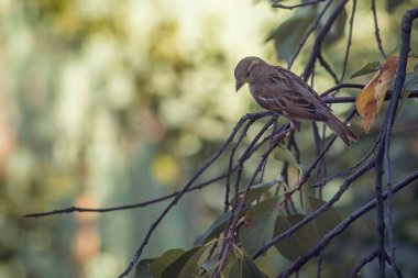 Sparrow bird is perching on asbestos roof, (Passer montanus) space SUMMER, EUROPA Moldova Closeup blue tree