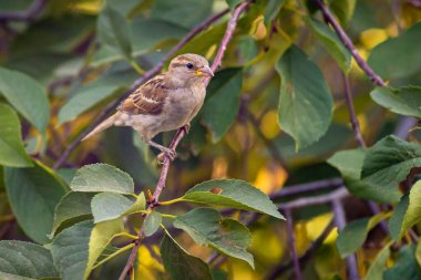 Sparrow bird is perching on asbestos roof, (Passer montanus) space SUMMER, EUROPA Moldova Closeup blue tree