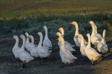 Geese in the grass, domestic bird, flock of geese. Flock of domestic geese. Summer green rural farm landscape gaggle Moldova