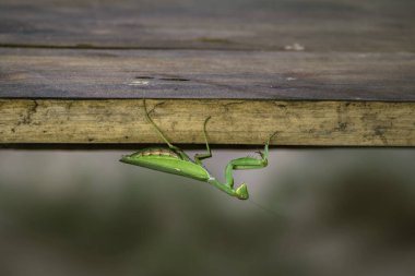 European mantis, mantis religiosa, standing on a branch with yellow moss and looking into camera in summer at sunset. Animal wildlife in nature. Green insect with antennas egg.