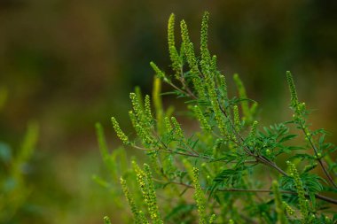 Ambrosia bushes. Ambrosia artemisiifolia causes allergies in summer and autumn. dangerous weed. Its pollen causes severe mouth  flowering Ragweed space for text