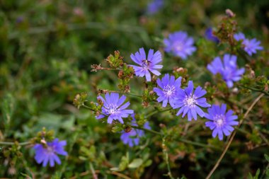 Odaklanmamış arka planda güzel bir hindiba çiçeği. Yüksek kalite fotoğraf. Seçici odaklanma. solucan