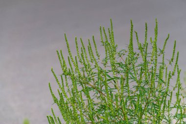 Ambrosia bushes. Ambrosia artemisiifolia causes allergies in summer and autumn. dangerous weed. Its pollen causes severe mouth  flowering Ragweed space for text
