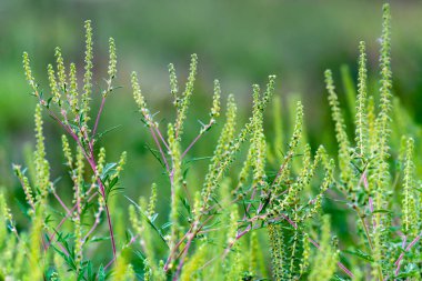 Ambrosia bushes. Ambrosia artemisiifolia causes allergies in summer and autumn. dangerous weed. Its pollen causes severe mouth  flowering Ragweed space for text