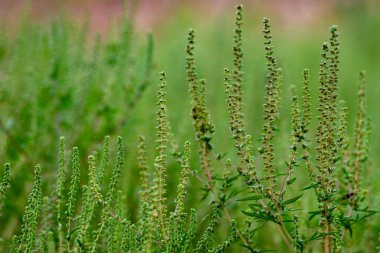 Ambrosia bushes. Ambrosia artemisiifolia causes allergies in summer and autumn. dangerous weed. Its pollen causes severe mouth  flowering Ragweed space for text
