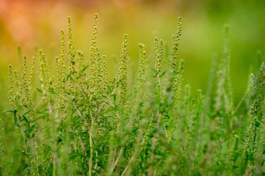 Ambrosia bushes. Ambrosia artemisiifolia causes allergies in summer and autumn. dangerous weed. Its pollen causes severe mouth  flowering Ragweed space for text