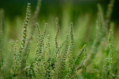Ambrosia bushes. Ambrosia artemisiifolia causes allergies in summer and autumn. dangerous weed. Its pollen causes severe mouth  flowering Ragweed space for text