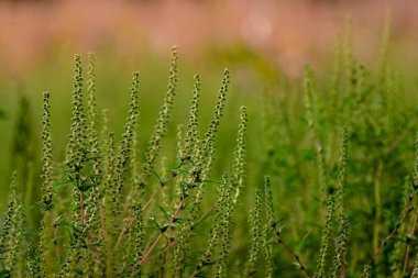 Ambrosia bushes. Ambrosia artemisiifolia causes allergies in summer and autumn. dangerous weed. Its pollen causes severe mouth  flowering Ragweed space for text
