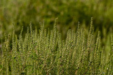 Ambrosia bushes. Ambrosia artemisiifolia causes allergies in summer and autumn. dangerous weed. Its pollen causes severe mouth  flowering Ragweed space for text