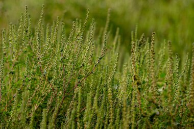 Ambrosia bushes. Ambrosia artemisiifolia causes allergies in summer and autumn. dangerous weed. Its pollen causes severe mouth  flowering Ragweed space for text