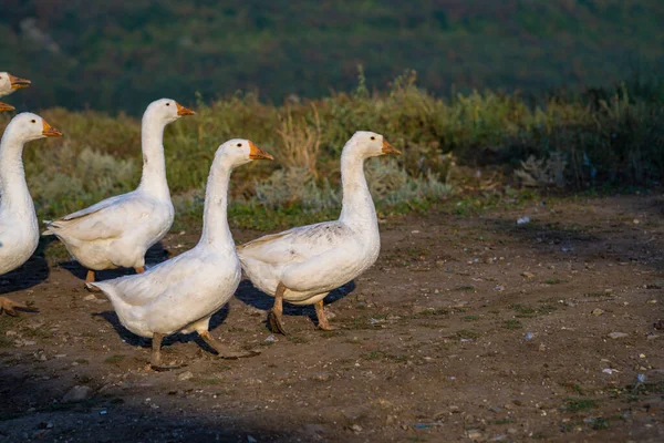 Geese in the grass, domestic bird, flock of geese. Flock of domestic geese. Summer green rural farm landscape gaggle Moldova