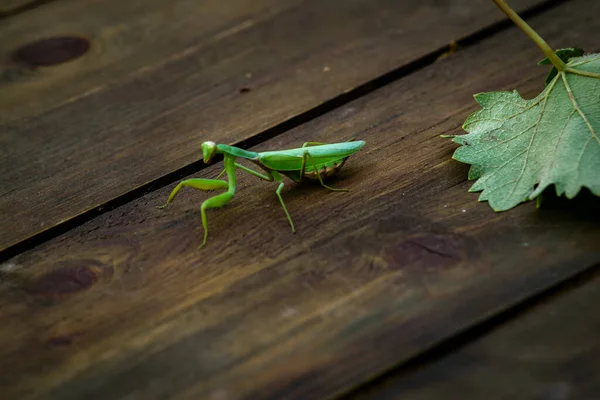 European mantis, mantis religiosa, standing on a branch with yellow moss and looking into camera in summer at sunset. Animal wildlife in nature. Green insect with antennas egg.