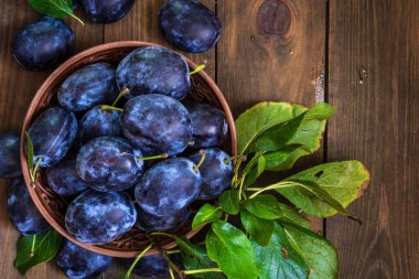 Olgun mavi taze organik tatlı erikler ağaçtan toplanmış, ceviz ağacı kasesi içeride. Sonbahar meyveleri kırsal ahşap kara arka plan yaprak kil hasat