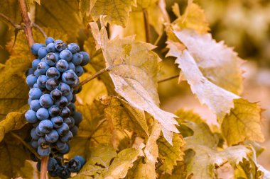 Mavi, kırmızı, olgun üzümler sonbahar gününde asılıyor hasat çiçekleri şampanya arka planda güzel yaprak bahçeleri Moldova Avrupa üzüm bağları sırası