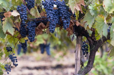 Mavi, kırmızı, olgun üzümler sonbahar gününde asılıyor hasat çiçekleri şampanya arka planda güzel yaprak bahçeleri Moldova Avrupa üzüm bağları sırası