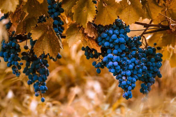 Blauwe Rode Zwarte Druiven Rijpe Opknoping Wijnstok Herfst Dag Oogst — Stockfoto