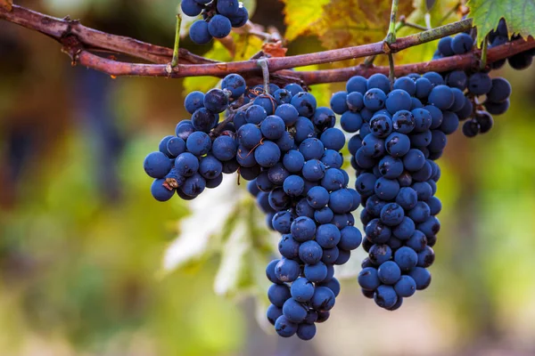 Azul Uvas Negras Rojas Vid Colgante Madura Otoño Día Cosecha — Foto de Stock