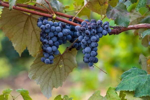 Blauwe Rode Zwarte Druiven Rijpe Opknoping Wijnstok Herfst Dag Oogst — Stockfoto