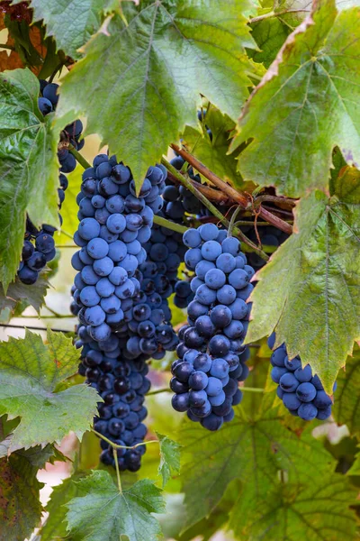 Blue Red Black Grapes Ripe Hanging Vine Autumn Day Harvest — Stock Photo, Image