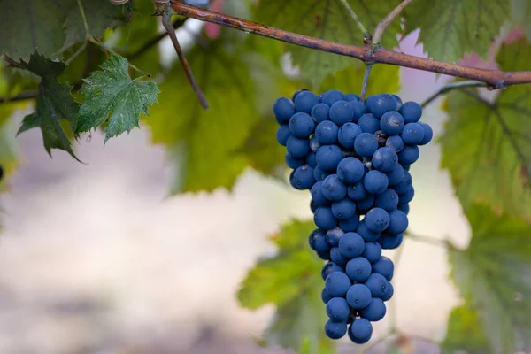 Blauwe Rode Zwarte Druiven Rijpe Opknoping Wijnstok Herfst Dag Oogst — Stockfoto