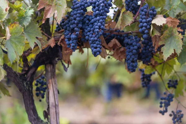 Blauwe Rode Zwarte Druiven Rijpe Opknoping Wijnstok Herfst Dag Oogst — Stockfoto