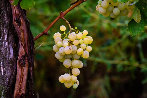 Bleu Raisin Rouge Noir Mûr Suspendu Vigne Automne Jour Récolte — Photo