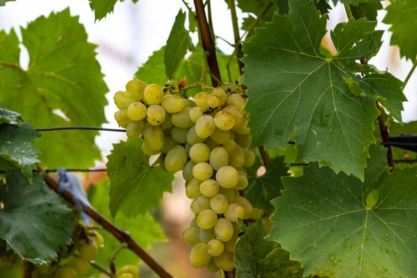 Azul Uvas Negras Rojas Vid Colgante Madura Otoño Día Cosecha — Foto de Stock