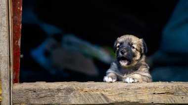 İki başıboş köpek yavrusu caddesi şirin, doğal arka plan ahşap güzel kahverengi toprak yol çimeni Birbirlerini ısırıyorlar