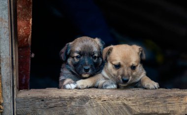 İki başıboş köpek yavrusu caddesi şirin, doğal arka plan ahşap güzel kahverengi toprak yol çimeni Birbirlerini ısırıyorlar