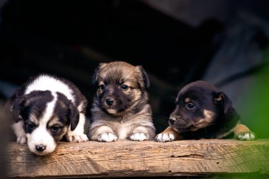 İki başıboş köpek yavrusu caddesi şirin, doğal arka plan ahşap güzel kahverengi toprak yol çimeni Birbirlerini ısırıyorlar