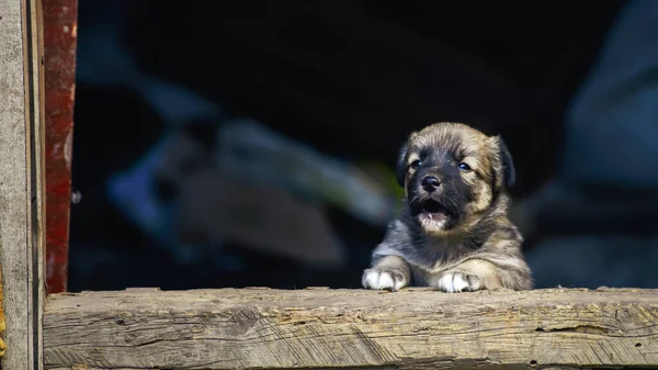 Két Kóbor Kutya Kiskutya Utca Vidéki Aranyos Természetes Háttér Otthon — Stock Fotó