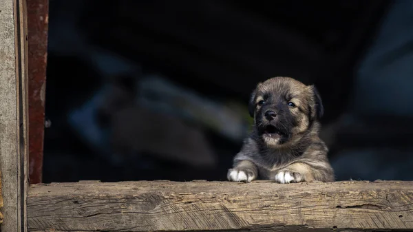 Dois Stray Pequeno Cachorro Cão Rua Rural Bonito Natural Fundo — Fotografia de Stock