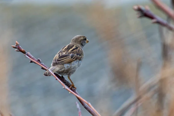 Baumhaus Sperling Vogel Auf Einem Ast Passer Montanus Natürlichen Hintergrund — Stockfoto
