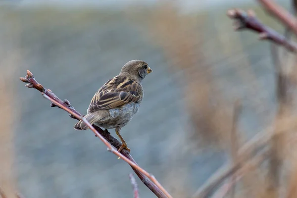 Casa Árvore Pássaro Pardal Ramo Passer Montanus Queda Fundo Natural — Fotografia de Stock