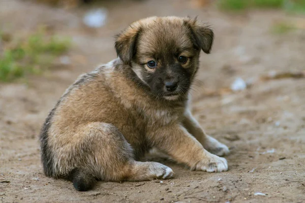 Dois Stray Pequeno Cachorro Cão Rua Rural Bonito Natural Fundo — Fotografia de Stock