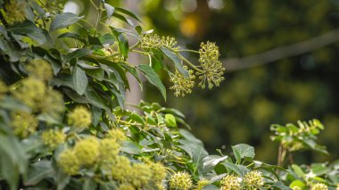 Güzel bir Ivy çiçeği (Hedera sarmaşığı) kırsal alanda yetişiyor. Duvarı kaplayan yoğun yeşil doku deseni arka planında.