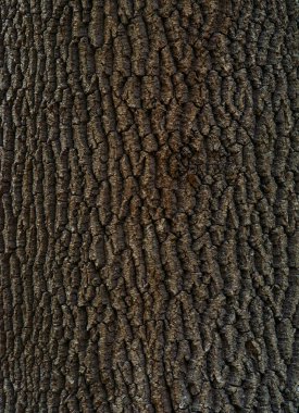 Kavak ağacı kabuğunun dalgalı dokusu. Sert ahşap desen.